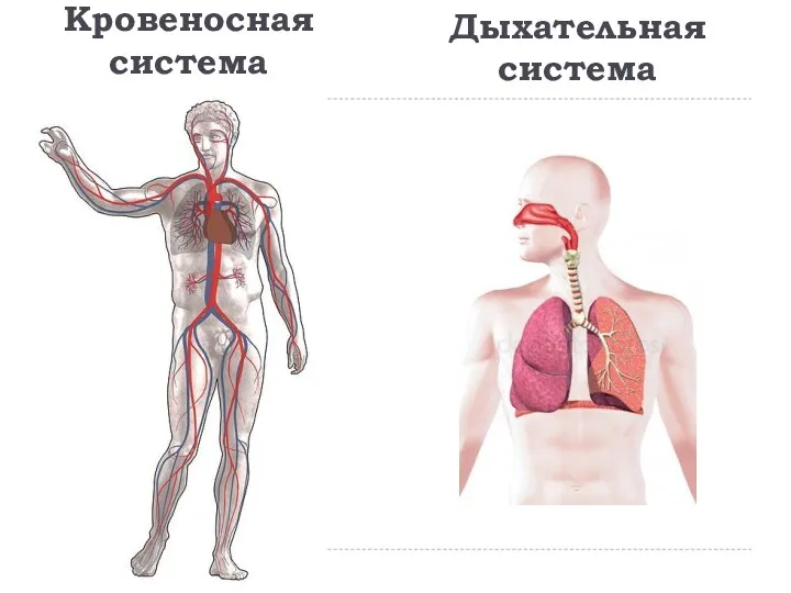 Кровеносная система Дыхательная система