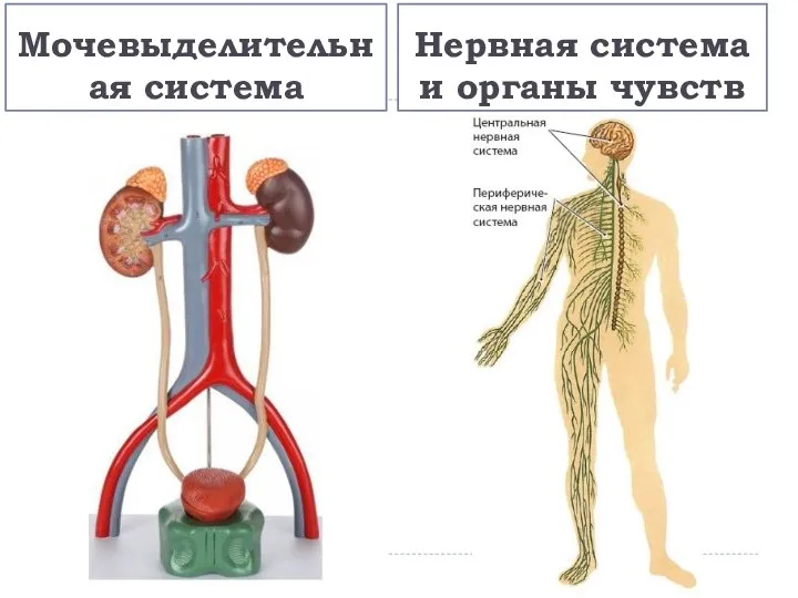 Нервная система и органы чувств Мочевыделительная система