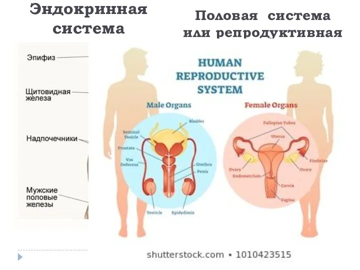 Эндокринная система Половая система или репродуктивная