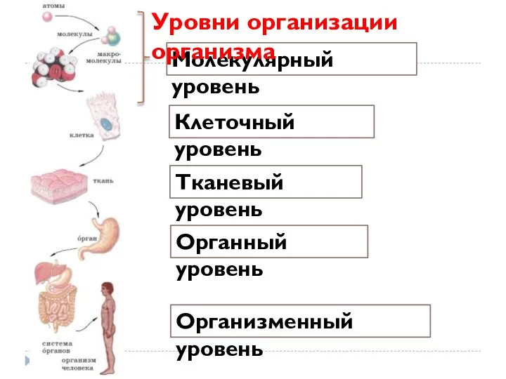 Молекулярный уровень Клеточный уровень Тканевый уровень Органный уровень Организменный уровень Уровни организации организма