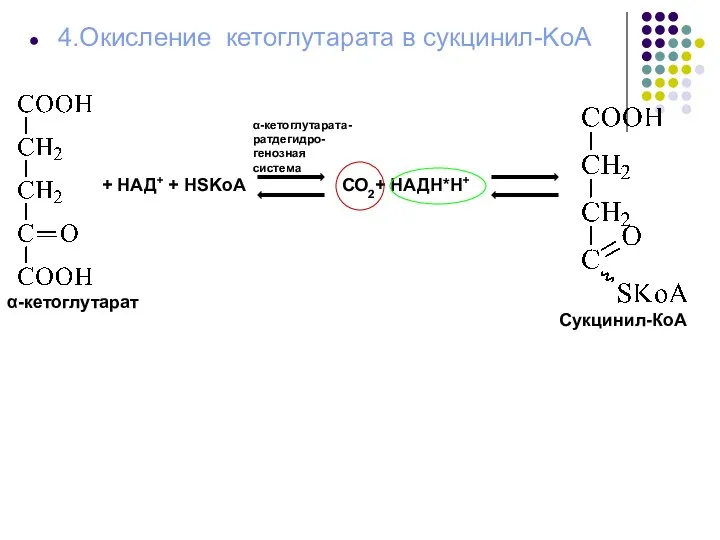 4.Окисление кетоглутарата в сукцинил-KoA + НАД+ + HSKoA α-кетоглутарата- ратдегидро- генозная система СО2+ НАДН*Н+ Сукцинил-КоА α-кетоглутарат