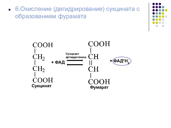 6.Окисление (дегидрирование) сукцината с образованием фурамата + ФАД Сукцинат дегидрогеназа + ФАД*Н2 Сукцинат Фумарат