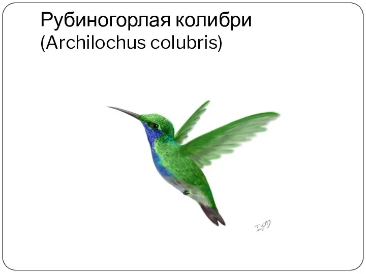 Рубиногорлая колибри (Archilochus colubris)