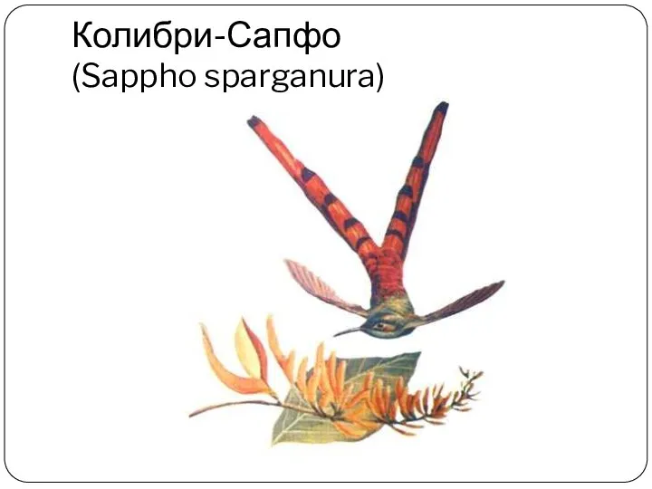 Колибри-Сапфо (Sappho sparganura)