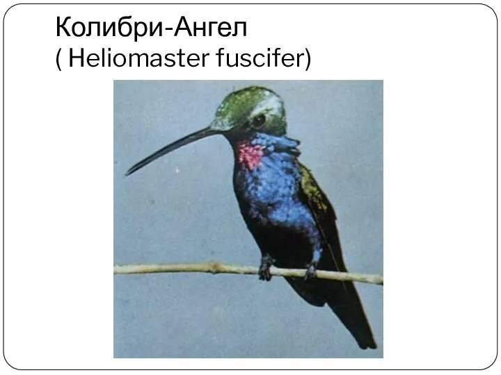 Колибри-Ангел ( Heliomaster fuscifer)