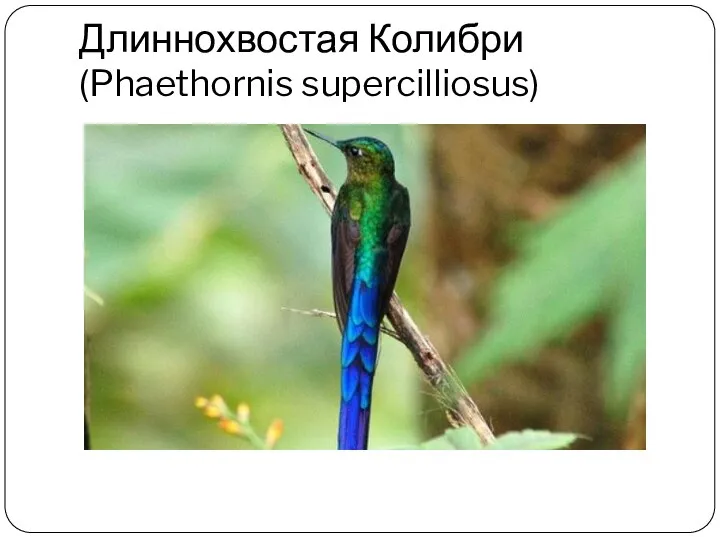 Длиннохвостая Колибри (Phaethornis supercilliosus)