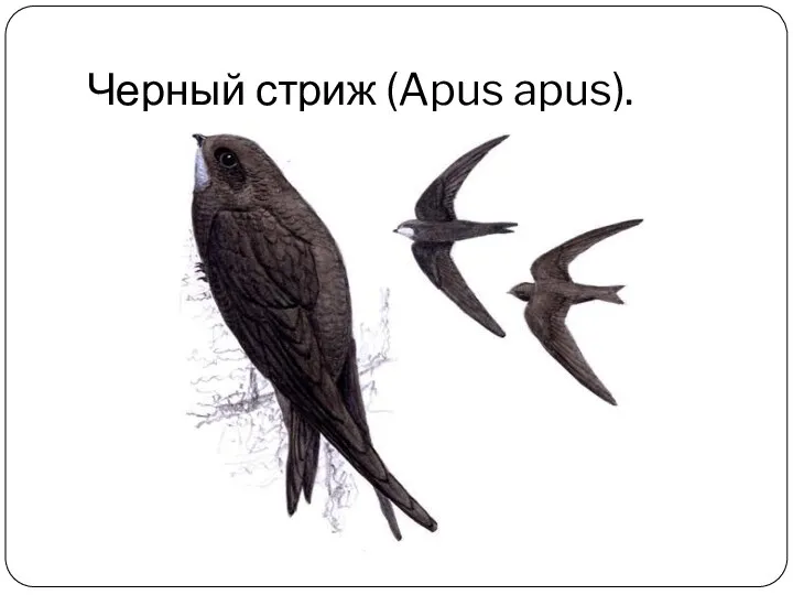 Черный стриж (Apus apus).