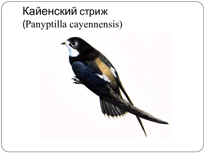 Кайенский стриж (Panyptilla cayennensis)