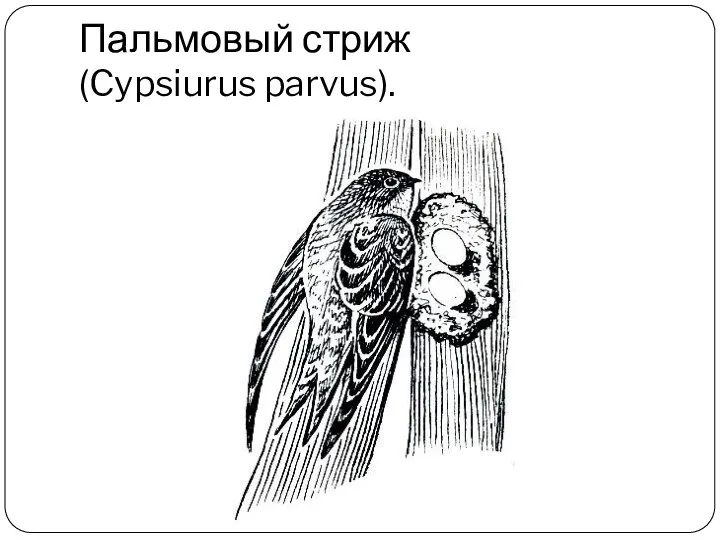 Пальмовый стриж (Cypsiurus parvus).