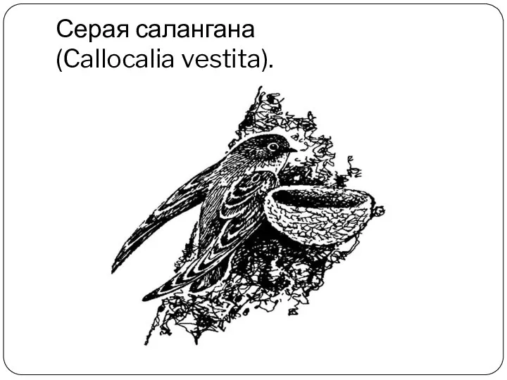 Серая салангана (Callocalia vestita).