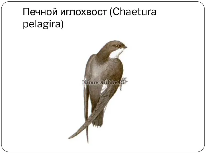 Печной иглохвост (Chaetura pelagira)