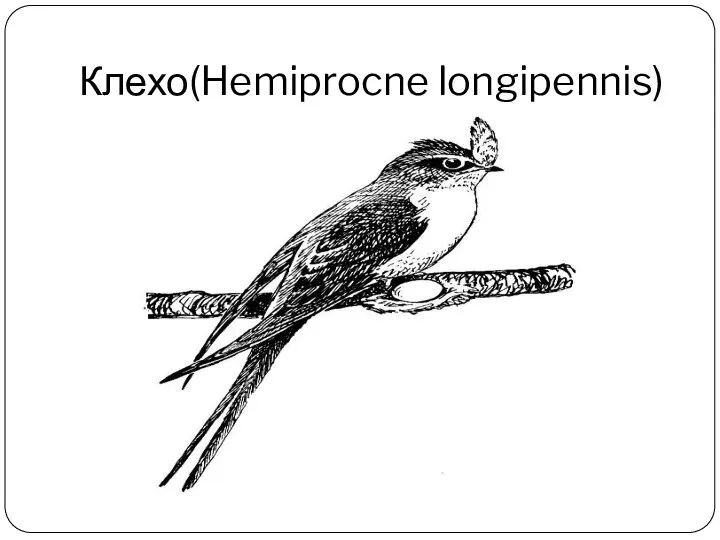 Клехо(Hemiprocne longipennis)