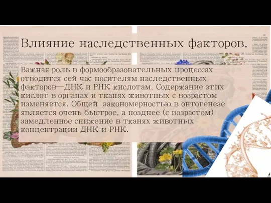 Влияние наследственных факторов. Важная роль в формообразовательных процессах отводится сейчас носителям наследственных