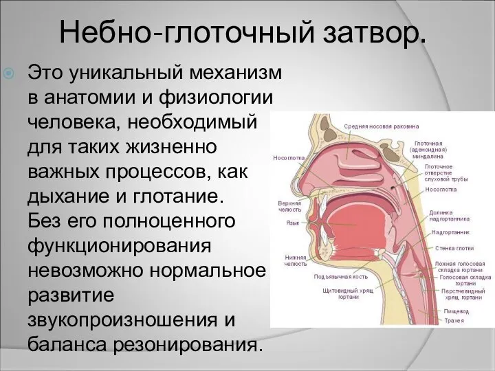 Небно-глоточный затвор. Это уникальный механизм в анатомии и физиологии человека, необходимый для