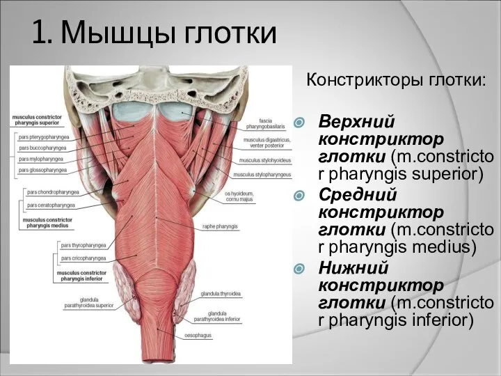 1. Мышцы глотки Констрикторы глотки: Верхний констриктор глотки (m.constrictor phаryngis superior) Средний
