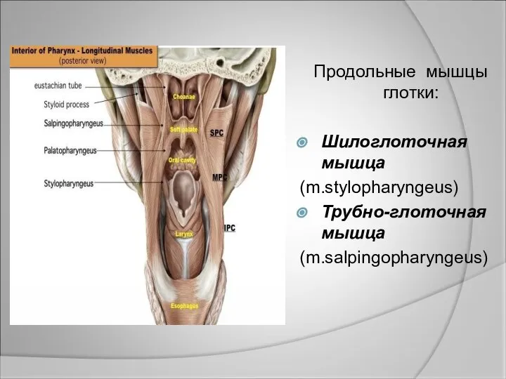 Продольные мышцы глотки: Шилоглоточная мышца (m.stylopharyngeus) Трубно-глоточная мышца (m.salpingopharyngeus)