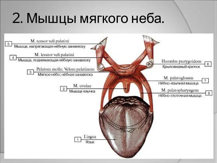 2. Мышцы мягкого неба.