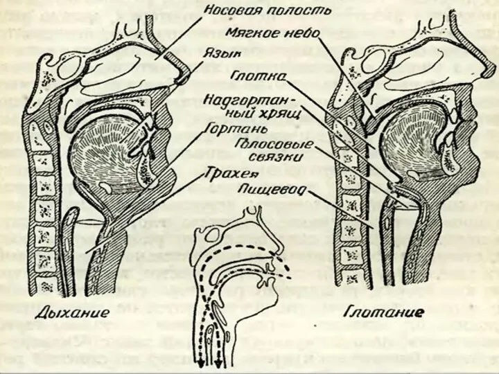 При дыхании: При глотании: