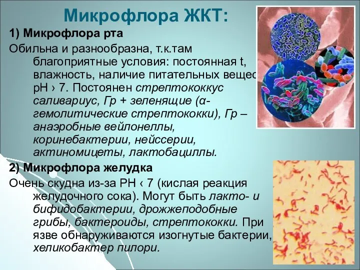 Микрофлора ЖКТ: 1) Микрофлора рта Обильна и разнообразна, т.к.там благоприятные условия: постоянная