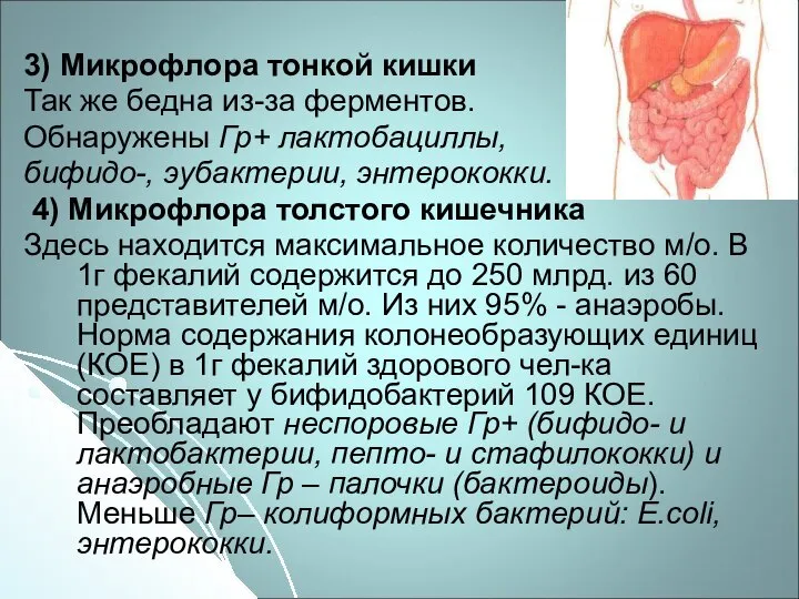 3) Микрофлора тонкой кишки Так же бедна из-за ферментов. Обнаружены Гр+ лактобациллы,