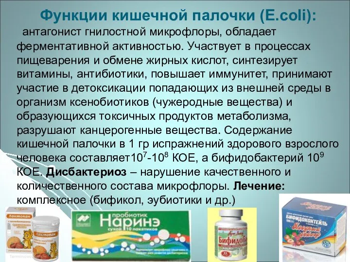 Функции кишечной палочки (E.coli): антагонист гнилостной микрофлоры, обладает ферментативной активностью. Участвует в