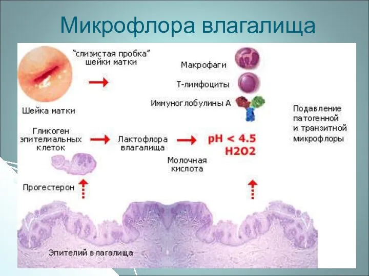 Микрофлора влагалища