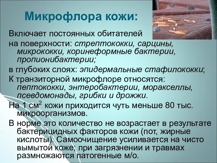 Микрофлора кожи: Включает постоянных обитателей на поверхности: стрептококки, сарцины, микрококки, коринеформные бактерии,