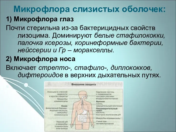 Микрофлора слизистых оболочек: 1) Микрофлора глаз Почти стерильна из-за бактерицидных свойств лизоцима.