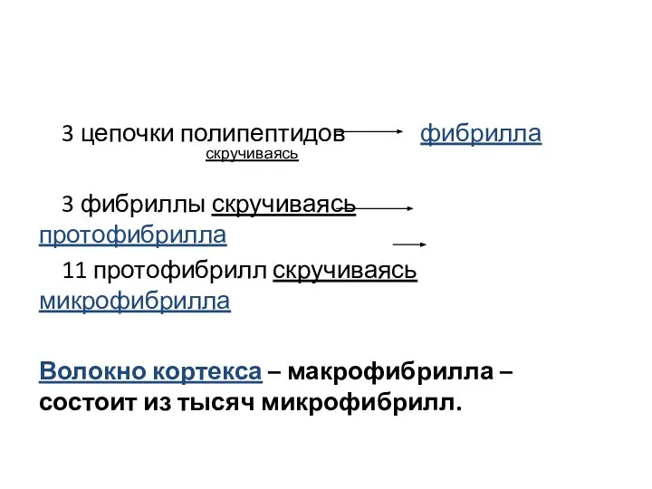 3 цепочки полипептидов фибрилла 3 фибриллы скручиваясь протофибрилла 11 протофибрилл скручиваясь микрофибрилла