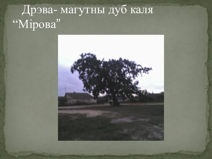 Дрэва- магутны дуб каля “Мірова”