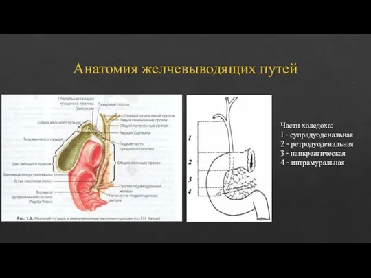 Анатомия желчевыводящих путей Части холедоха: 1 - супрадуоденальная 2 - ретродуоденальная 3