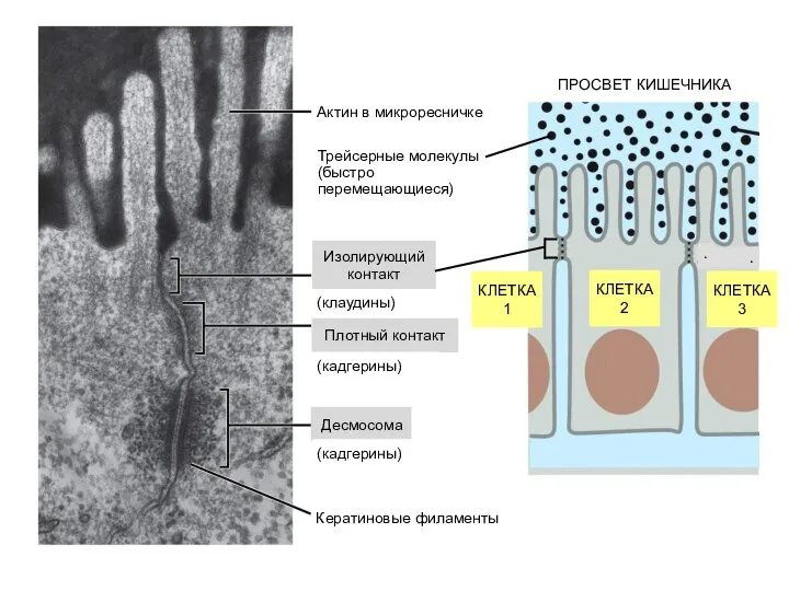 Изолирующий контакт Десмосома . . Актин в микроресничке (клаудины) Плотный контакт (кадгерины)