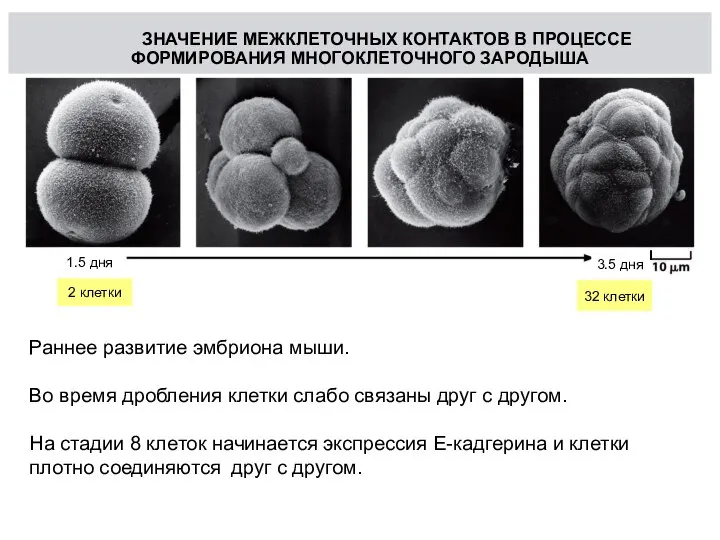 ЗНАЧЕНИЕ МЕЖКЛЕТОЧНЫХ КОНТАКТОВ В ПРОЦЕССЕ ФОРМИРОВАНИЯ МНОГОКЛЕТОЧНОГО ЗАРОДЫША Ч Ч Ч Ч