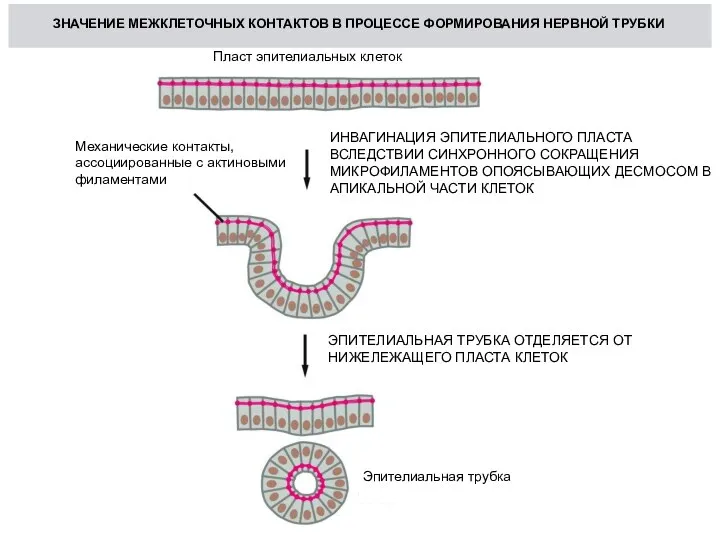Пласт эпителиальных клеток Механические контакты, ассоциированные с актиновыми филаментами Эпителиальная трубка ИНВАГИНАЦИЯ