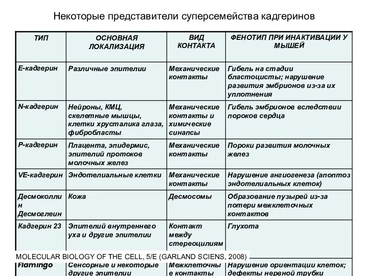 Некоторые представители суперсемейства кадгеринов MOLECULAR BIOLOGY OF THE CELL, 5/E (GARLAND SCIENS, 2008)