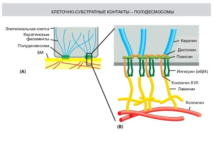 Эпителиальная клетка Кератиновые филаменты Полудесмосома БМ Коллаген Ламинин Коллаген XVII Интегрин (α6β4)