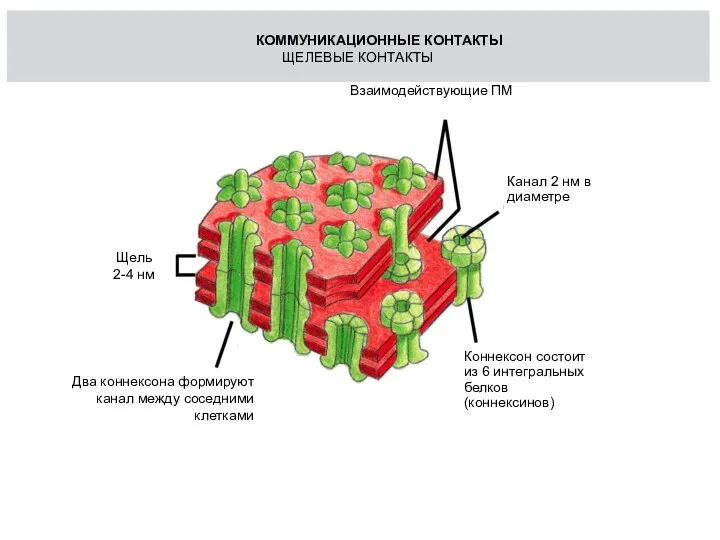 . Два коннексона формируют канал между соседними клетками Коннексон состоит из 6