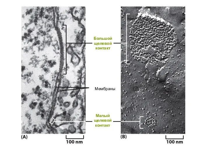 Мембраны Большой щелевой контакт Малый щелевой контакт