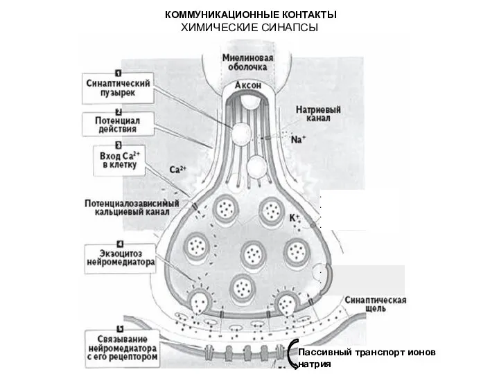 КОММУНИКАЦИОННЫЕ КОНТАКТЫ ХИМИЧЕСКИЕ СИНАПСЫ Пассивный транспорт ионов натрия . . . . . . .