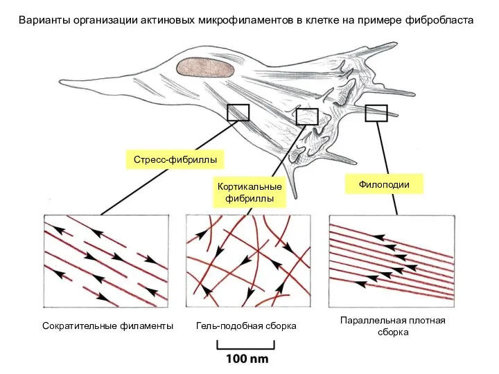 Стресс-фибриллы Филоподии Сократительные филаменты Гель-подобная сборка Параллельная плотная сборка Кортикальные фибриллы Варианты