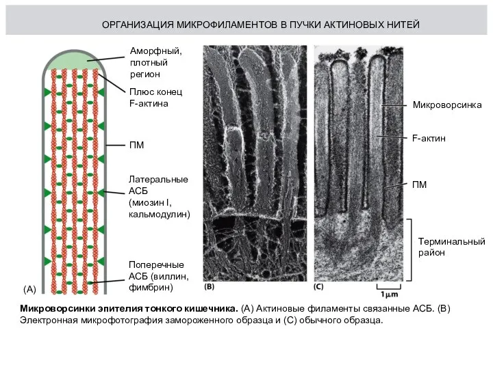 ОРГАНИЗАЦИЯ МИКРОФИЛАМЕНТОВ В ПУЧКИ АКТИНОВЫХ НИТЕЙ Микроворсинка F-актин ПМ Терминальный район Аморфный,