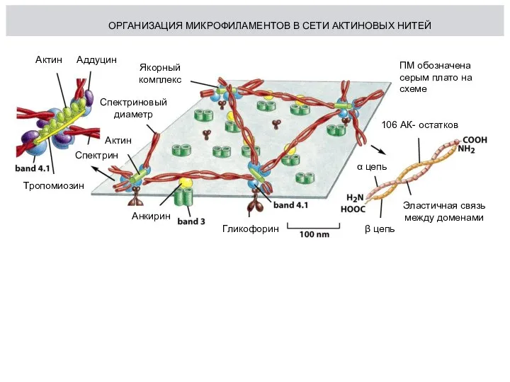 ОРГАНИЗАЦИЯ МИКРОФИЛАМЕНТОВ В СЕТИ АКТИНОВЫХ НИТЕЙ ПМ обозначена серым плато на схеме