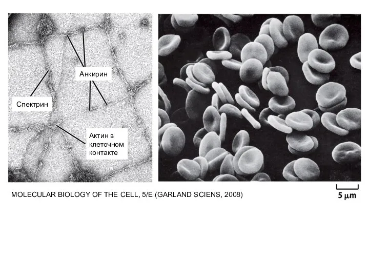 MOLECULAR BIOLOGY OF THE CELL, 5/E (GARLAND SCIENS, 2008) Анкирин Спектрин Актин в клеточном контакте