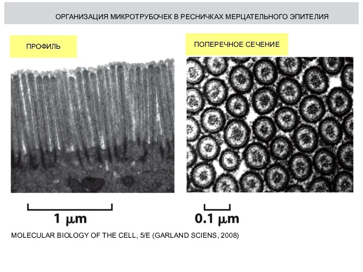 MOLECULAR BIOLOGY OF THE CELL, 5/E (GARLAND SCIENS, 2008) ПРОФИЛЬ ПОПЕРЕЧНОЕ СЕЧЕНИЕ