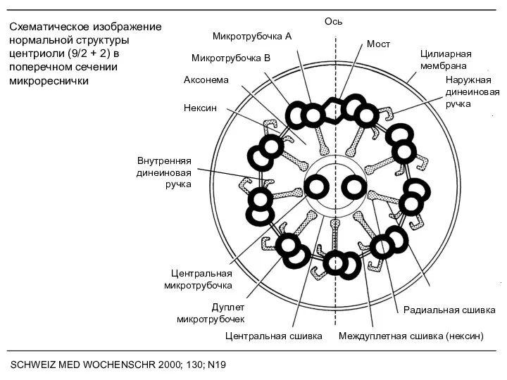 Схематическое изображение нормальной структуры центриоли (9/2 + 2) в поперечном сечении микрореснички