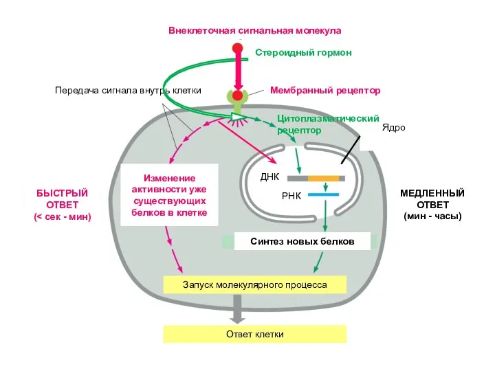Запуск молекулярного процесса Ответ клетки Внеклеточная сигнальная молекула Мембранный рецептор Ядро Передача