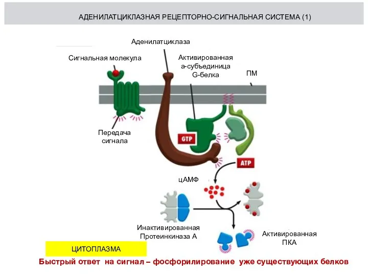 АДЕНИЛАТЦИКЛАЗНАЯ РЕЦЕПТОРНО-СИГНАЛЬНАЯ СИСТЕМА (1) Сигнальная молекула Аденилатциклаза Передача сигнала ЦИТОПЛАЗМА цАМФ ПМ