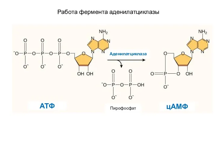 Работа фермента аденилатциклазы АТФ Пирофосфат цАМФ Аденилатциклаза
