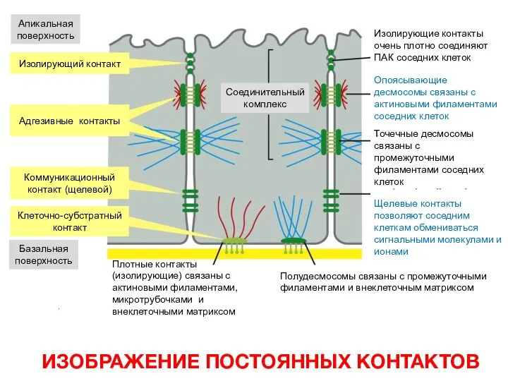 Соединительный комплекс Изолирующий контакт Адгезивные контакты Коммуникационный контакт (щелевой) Клеточно-субстратный контакт Апикальная