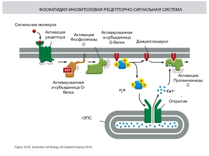 ФОСФАТИДИЛ-ИНОЗИТОЛОВАЯ РЕЦЕПТОРНО-СИГНАЛЬНАЯ СИСТЕМА Сигнальная молекула Активация рецептора Активация ФосфолипазыС Активированная а-субъединица G-белка